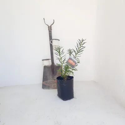 Protea Leucospermum Succession 5L