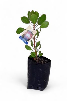 King Protea (Pink) - P Cynaroi 5L