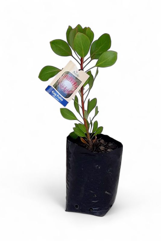 King Protea (Pink) - P Cynaroi 5L