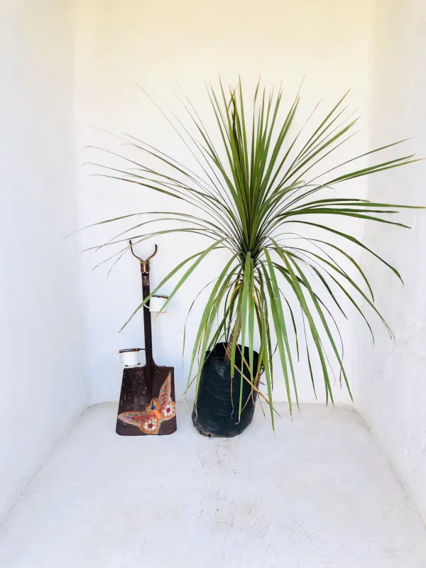 Cordyline australis 20 Liter