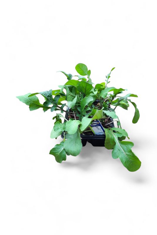 Rocket Salad 6 Pack Herb Seedlings