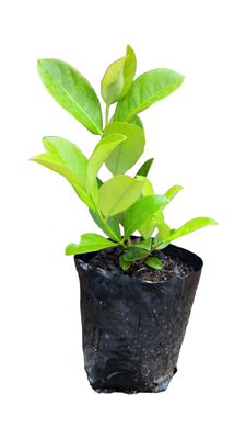 Viburnum Sinensis 4 liter