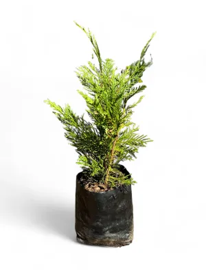 Platycladus orientalis 'Aurea Nana Compacta' 2.5 liter