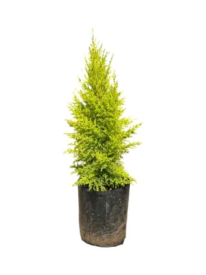 Cupressus macrocarpa 'Goldcrest' 10 liters Cupressus macrocarpa 'Goldcrest' 10 liters