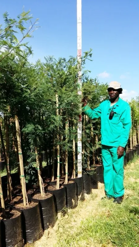 Acacia caffra "Common Hook Thorn"