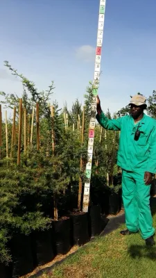 Acacia Karroo "Sweet Thorn" Acacia Karroo "Sweet Thorn"