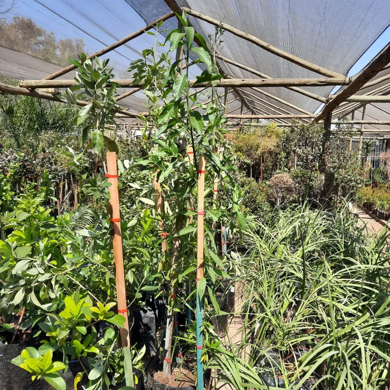 Kiggelaria Africana / Wild Peach 20L