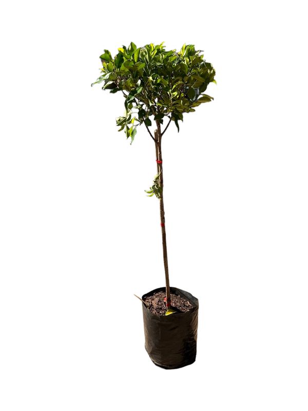 Ficus Nitida Standard 10 Litre