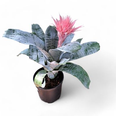 Bromelia Aechmea 19cm