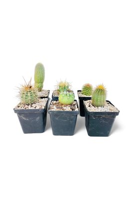 Cactus 10cm Mixed