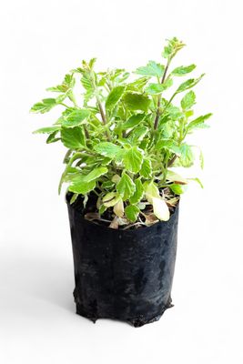 Plectranthus Madagascariensis Var 4kg