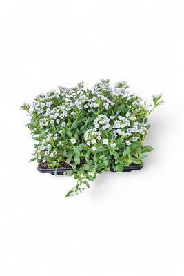 Alyssum Snow Crystal White Seedlings 6 Pack