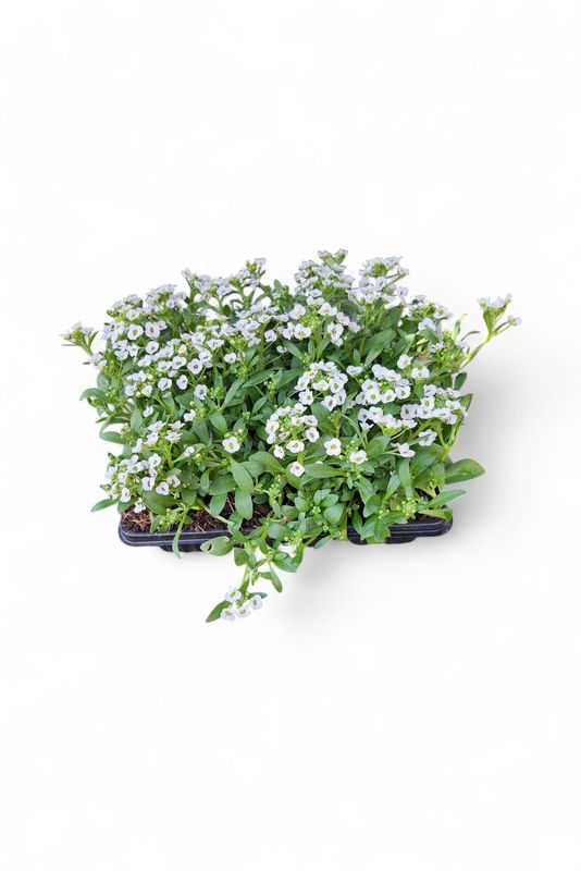 Alyssum Snow Crystal White Seedlings 6 Pack