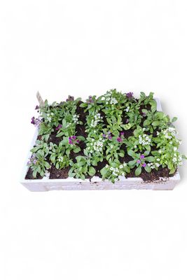 Alyssum Mixed Colours Seedlings 30 Pack