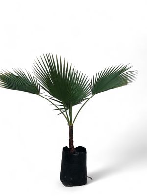 Washingtonia Robusta Palm 20L