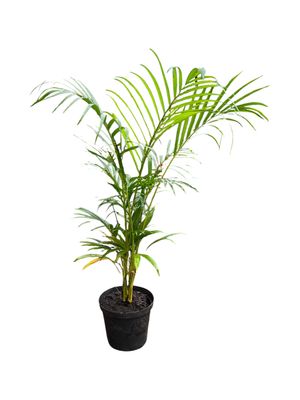 Bamboo Palm - Chrysalidocarpus Lutescens 25cm Pot Bamboo Palm - Chrysalidocarpus Lutescens 25cm Pot
