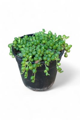 Senecio Round "Beads" 12cm