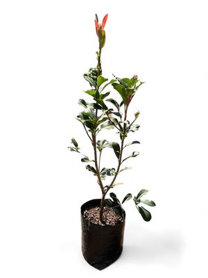 Rhaphiolepsis Kruschenia 10 Liter