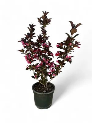 Weigela Atropurpurea