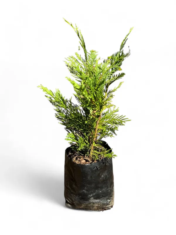 Cupressocyparis Leylandii 2.5 Liter