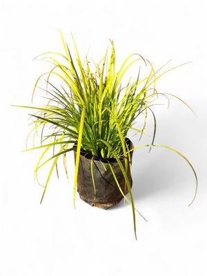 Acorus Large Gold 2.5 Liter