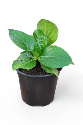 Hydrangea Macrophylla (Christmas Roses) 19cm Pot