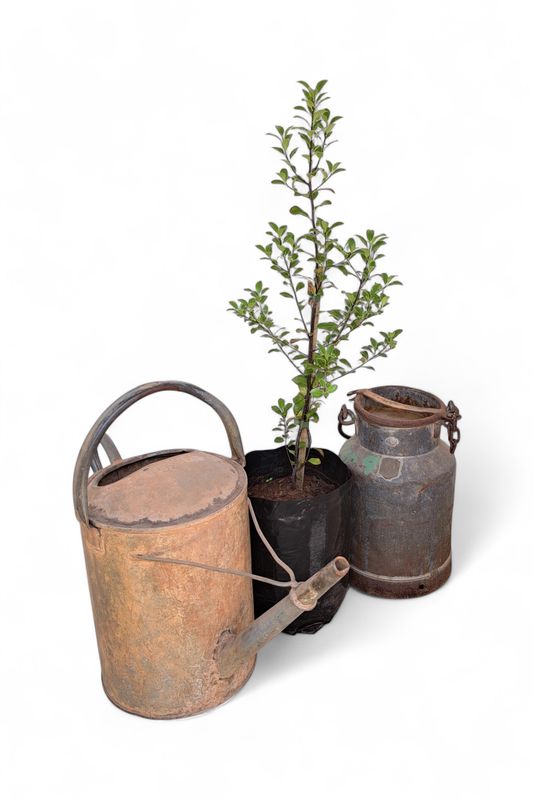 Pittosporum Tenuifolium 10L