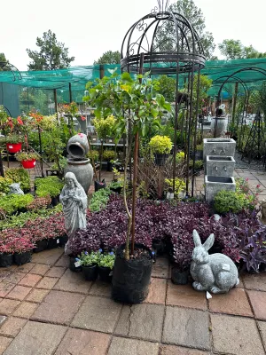 Erythrina Lysistemon (Coral Tree) 20L Erythrina Lysistemon (Coral Tree) 20L