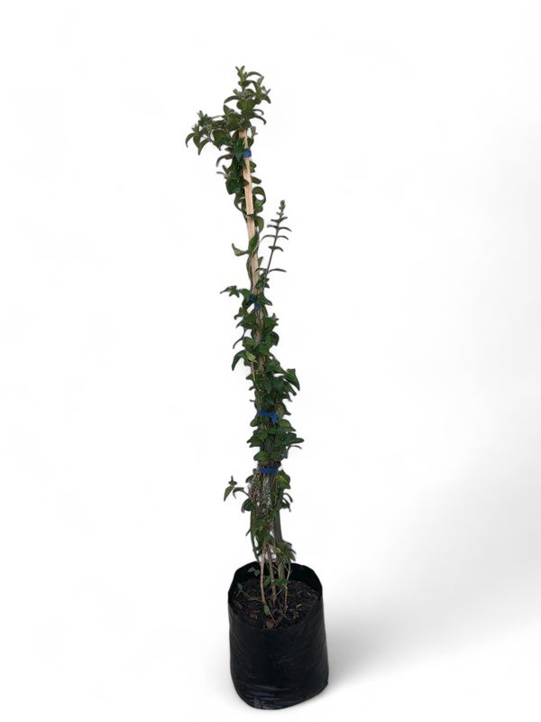 Jasminum Multipartitum 10 Liter