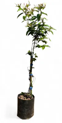 Jasminum Stenolobum 10 Liter Jasminum Stenolobum 10 Liter