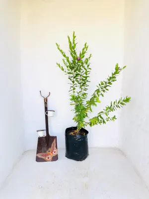 Polygala myrtifolia 20 Liter