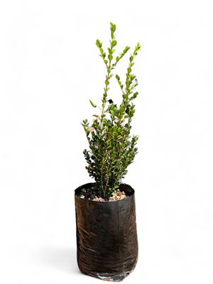 Buxus Faulkner 10 Liter