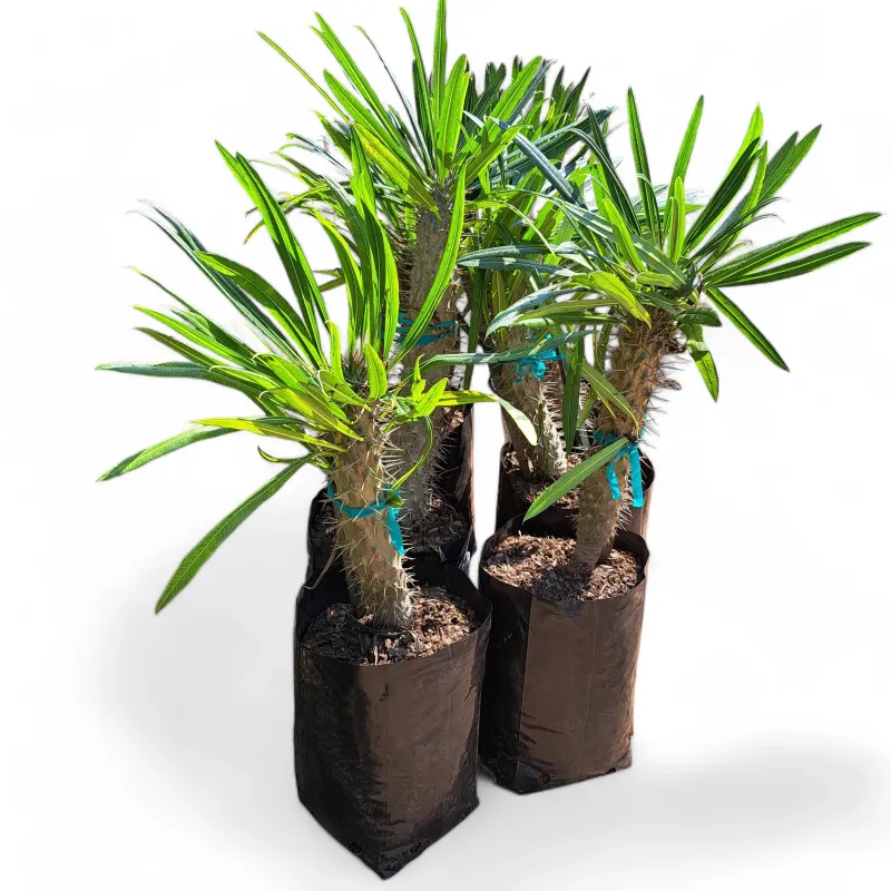 Pachypodium assorted  (Halfmens) 10 Liter
