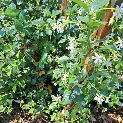 Star Jasmine 10 Liter