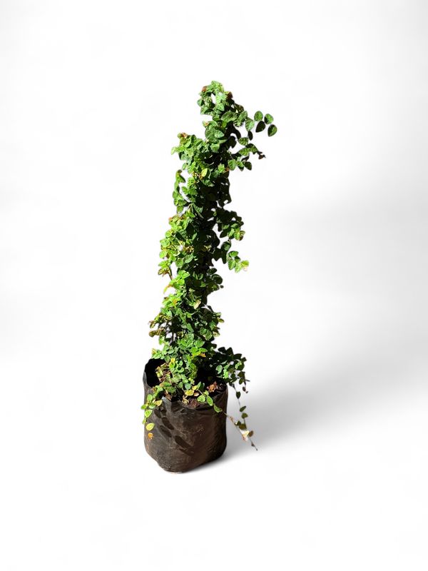Tickey Creeper Ficus Pumila -Staked 10 Liter