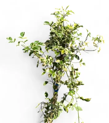 Pandorea jasmininoides variegata 10 Liter