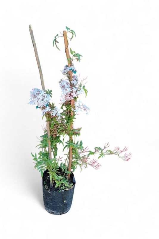 Jasminum Polyanthum (Chinese Jasmine) 5L