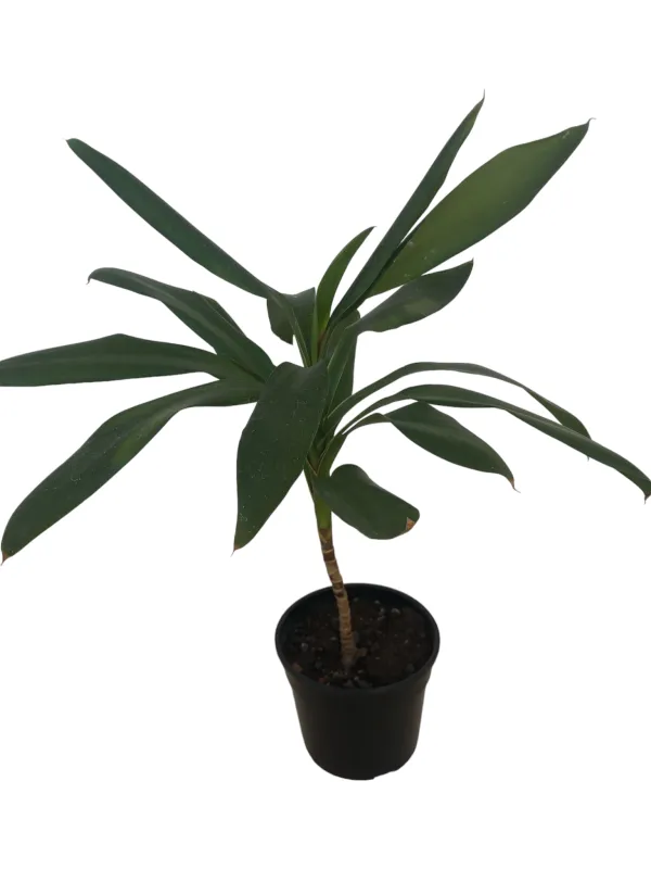 Dracaena Glauca 14cm