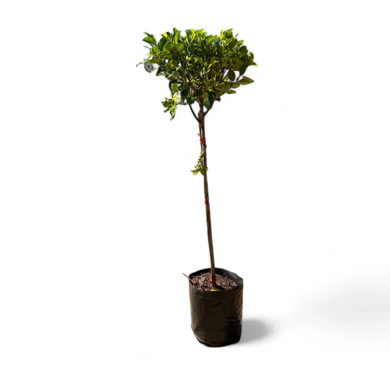 Ficus Microphyllus Nitida Standard 10 Liter