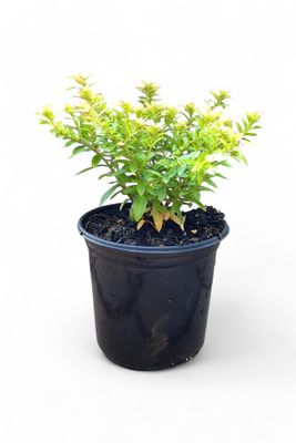 Cuphea Hyssopifolia "Lemon" 15cm