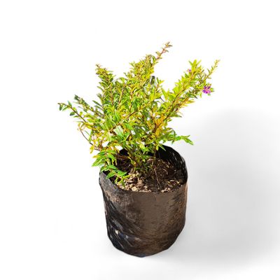 Cuphea Cocktail Gold 2L Landscaping