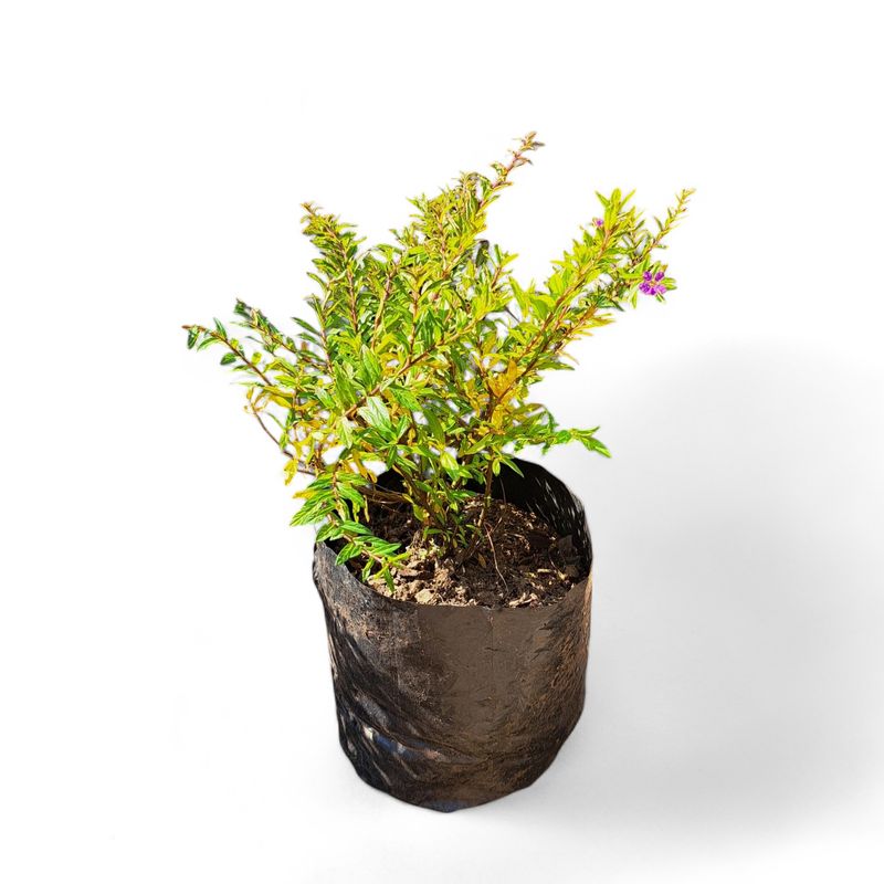 Cuphea Cocktail Gold 2L Landscaping