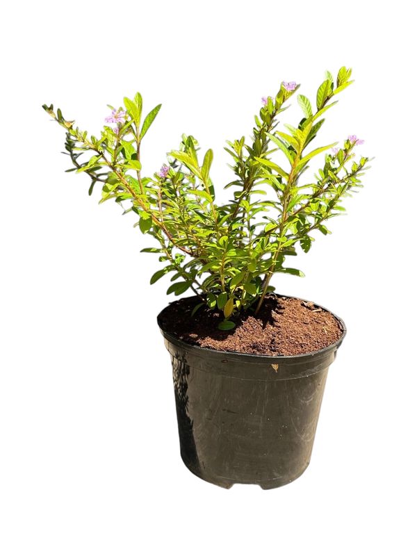 Cuphea Hyssopifolia Mauve