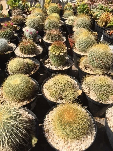 Cactus 12cm Mixed