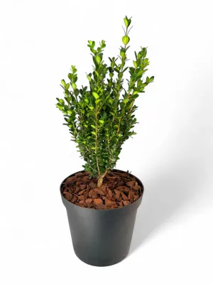 Buxus Faulkner 25cm Pot