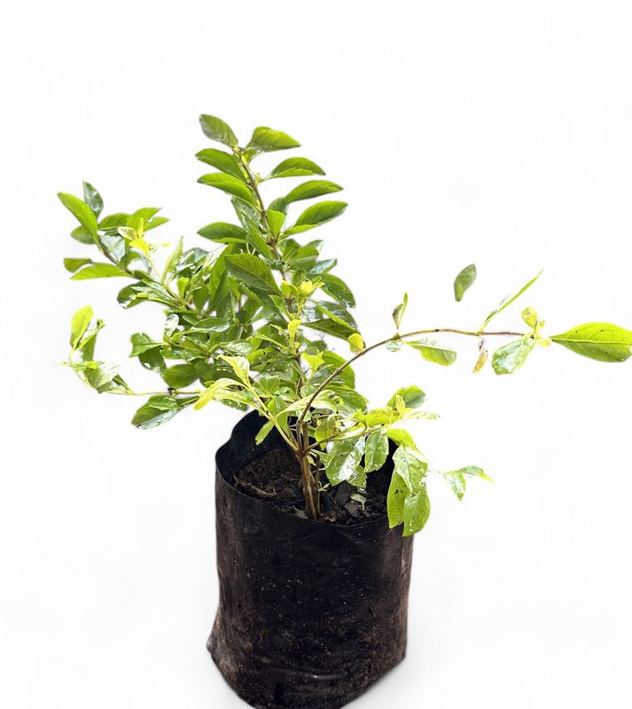 Duranta Gold 1L Landscaping