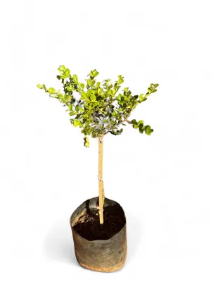 Buxus Faulkner Short Standard 10 Liter Buxus Faulkner Short Standard 10 Liter