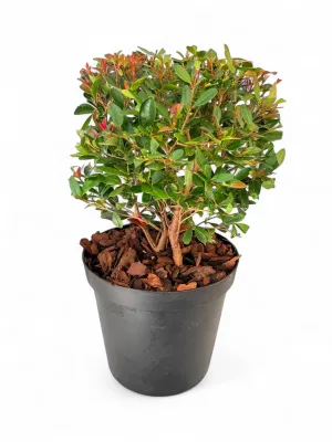 Syzigium Paniculatum Balls 25cm Pot Syzigium Paniculatum Balls 25cm Pot