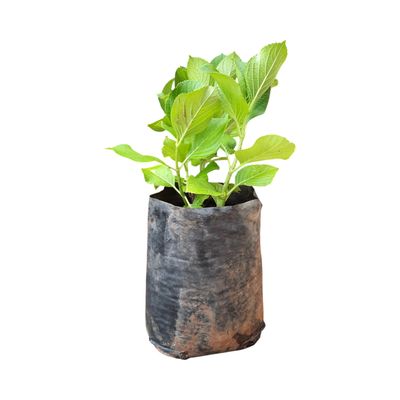 Hydrangea Macrophylla (Christmas Roses) 10L