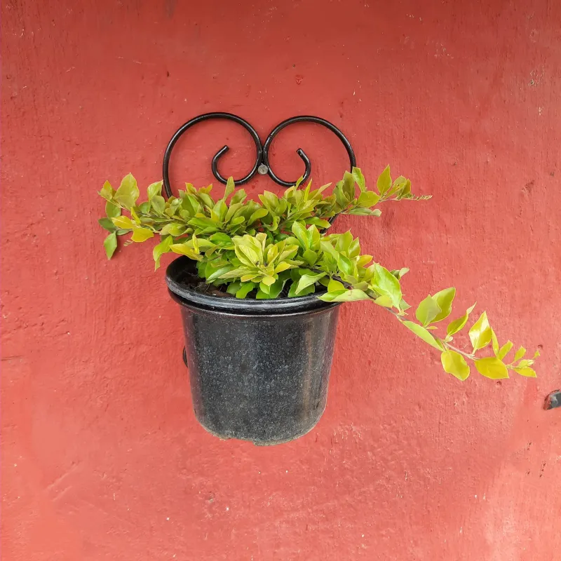 Black Steel Wall Potholder - 35cm - 17cm Pot